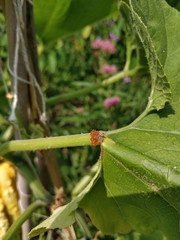 Eichlinia cucurbitae