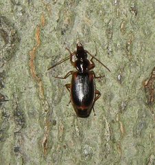 Cymindis limbata
