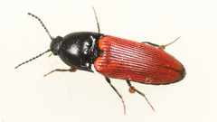 Ampedus pomonae