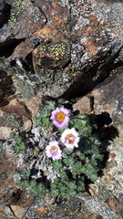 Erigeron salishii