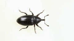 Baris artemisiae