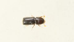 Taphrorychus bicolor