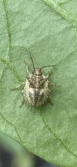 Dendrocoris humeralis
