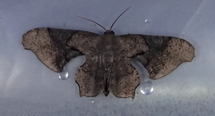 Calledapteryx dryopterata