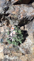Erigeron salishii