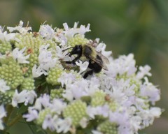 Bombus impatiens