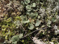 Ranunculus nigrescens