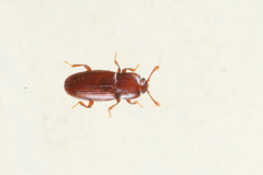 Cerylon ferrugineum