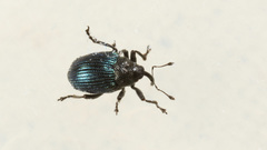 Ceutorhynchus erysimi