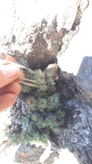 Erigeron salishii