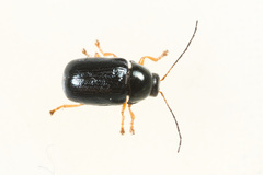 Cryptocephalus nitidus