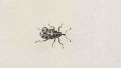 Datonychus melanostictus