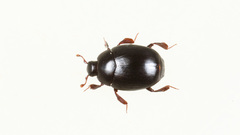 Dendrophilus punctatus
