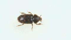 Heterocerus obsoletus