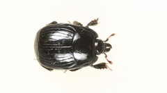 Margarinotus merdarius