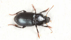 Harpalus rufipalpis