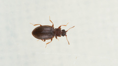 Latridius minutus