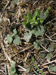 Ranunculus nigrescens