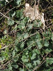 Ranunculus nigrescens