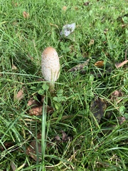 Coprinus comatus