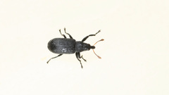 Magdalis ruficornis