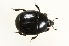 Margarinotus ventralis