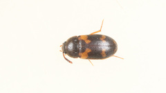 Mycetophagus piceus