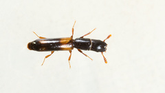 Nemozoma elongatum