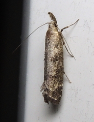 Dichomeris inversella