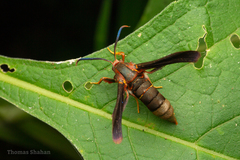 Vitacea scepsiformis