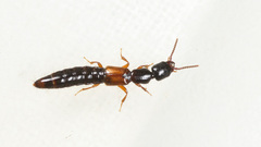 Nudobius lentus