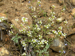 Halimolobos perplexa perplexa