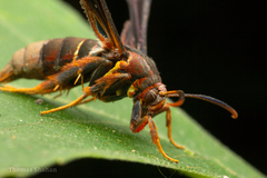 Vitacea scepsiformis