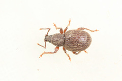 Otiorhynchus smreczynskii