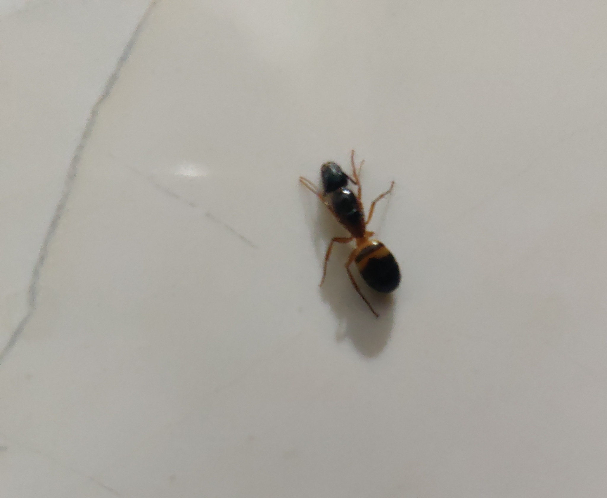 Camponotus kattensis