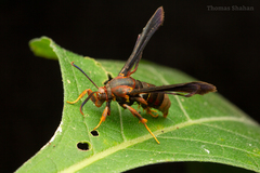Vitacea scepsiformis
