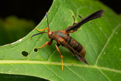 Vitacea scepsiformis
