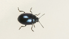 Phaedon cochleariae