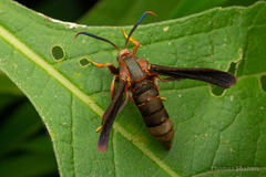 Vitacea scepsiformis