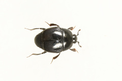Saprinus aeneus