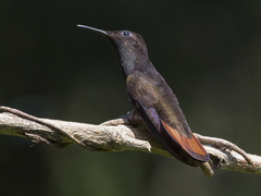 Chrysolampis mosquitus
