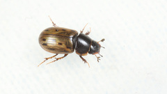 Chilothorax conspurcatus