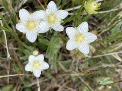 Parnassia parviflora