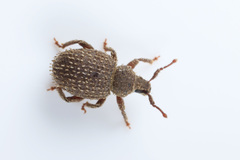 Cathormiocerus aristatus