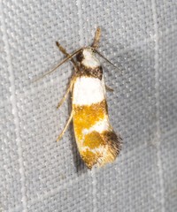 Crepidosceles glycydora