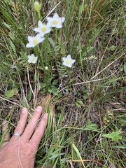 Parnassia parviflora