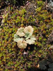 Ranunculus nigrescens