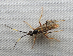 Polytribax contiguus