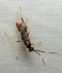 Polytribax contiguus