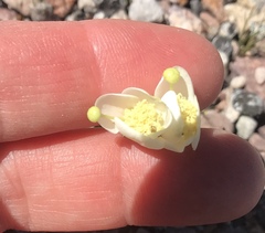 Chylismia claviformis rubescens